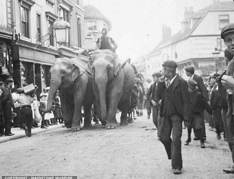 Circus Parade elephants